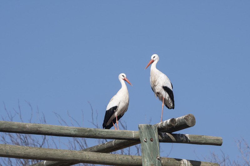 Two Storks standing on a roof of wood panel in a beautiful view